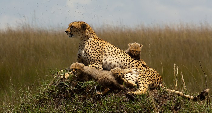 Cheetah_with_cubs